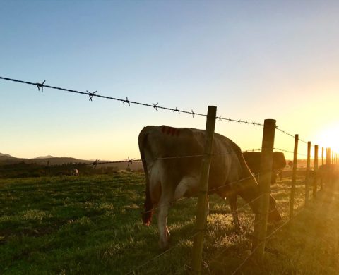 Cattle Herding